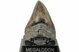 Serrated, Fossil Megalodon Tooth - South Carolina #204595-2